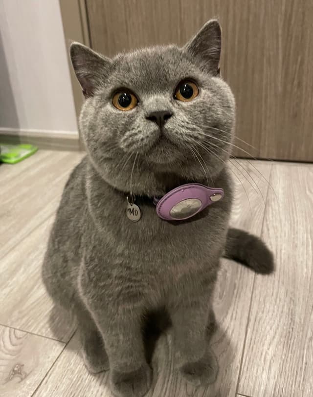 Mo the British Shorthair